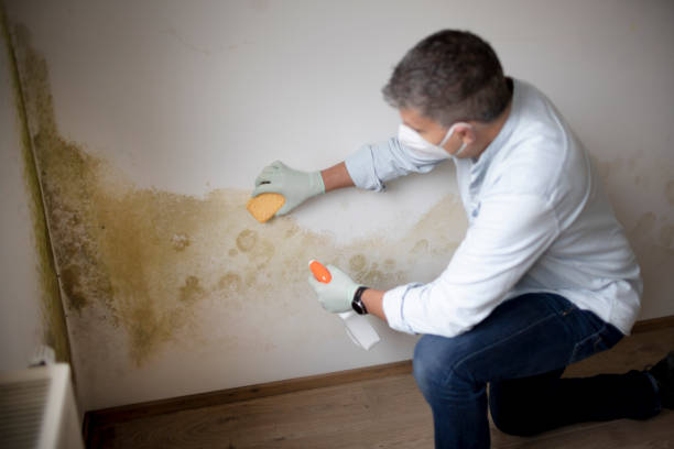 Reliable Pleasant Hill, OH Mold Removal Solutions